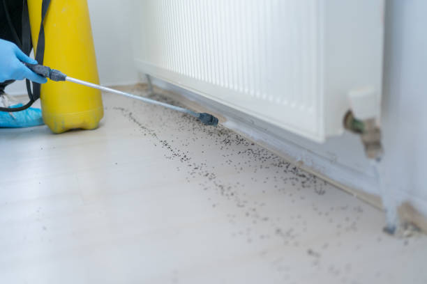 Best Pest Control Near Me in Jones Valley, CA